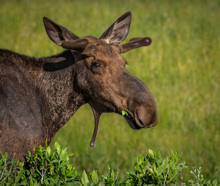 Young bull moose in the Tetons
